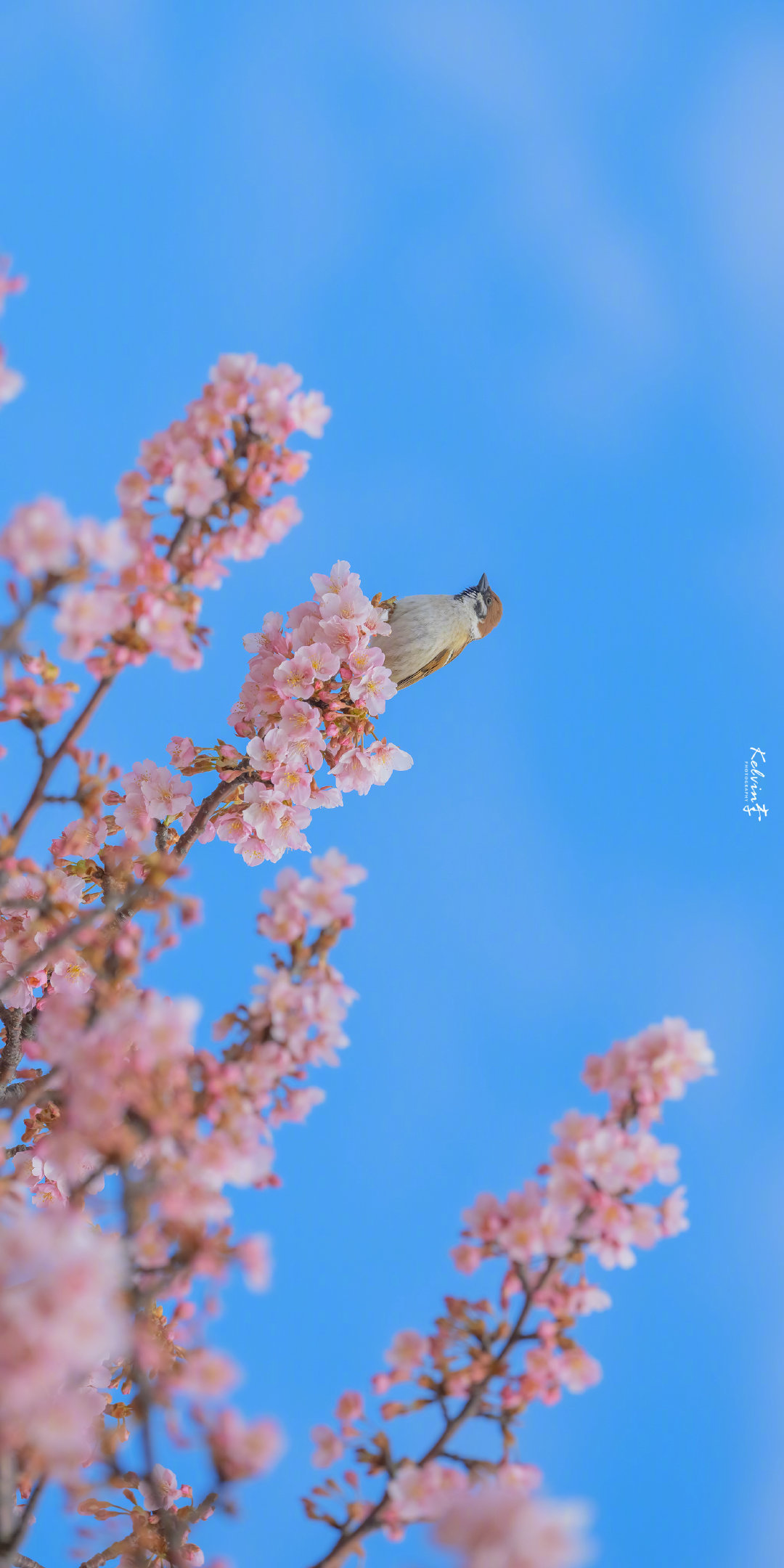 金山家教许老师